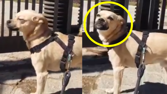 Se difundió el llanto de un perrito que no puede entrar a un parque por el coronavirus