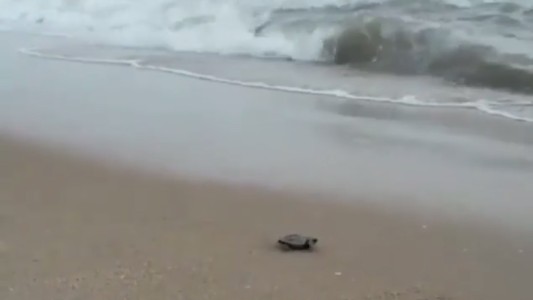 El tierno video de 97 tortugas recién nacidas caminando por la playa