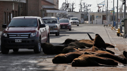 Efecto cuarentena: los lobos marinos coparon las calles de MDQ