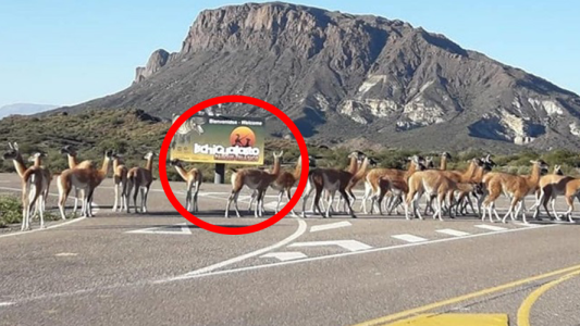 Por la cuarentena: los guanacos invadieron el Valle de la Luna