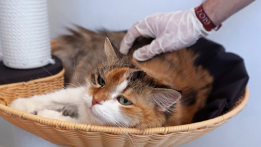 Dos gatitos dieron positivo por coronavirus en Nueva York