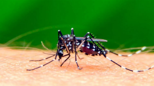 La epidemia que no cesa en Argentina: 40.000 casos de dengue