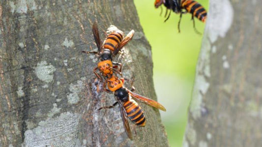EEUU fue invadido por "avispas asesinas"