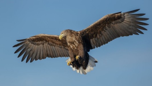 La fascinante especie que apareció en Reino Unido después de 240 años