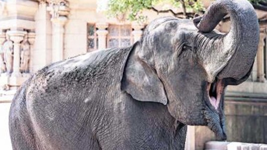 De Buenos Aires a Brasil: Llegó la Elefanta Mara