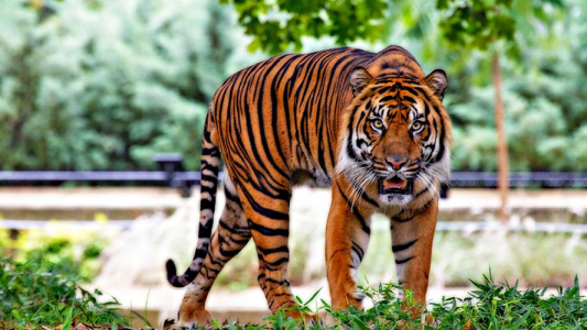 Reto viral: ¿Cuántos tigres hay en la foto?