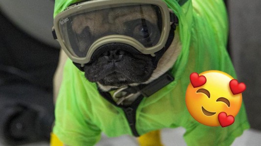 Él es Harley, el pug psicoterapeuta de los médicos que combaten el COVID-19 en CDMX