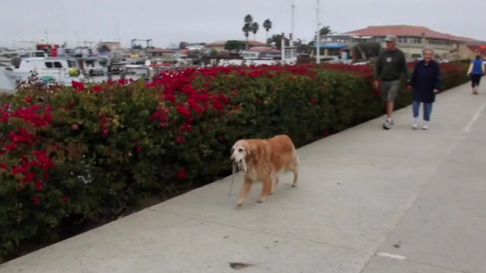 Insólito: un perro salió a pasear solo porque su dueño no quiso sacarlo