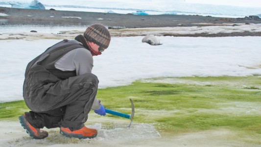 El continente blanco se está volviendo verde: imágenes de la Antártida