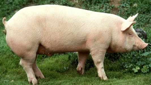 Maltrato animal: descuartizaron a una chancha en la Universidad de La Plata