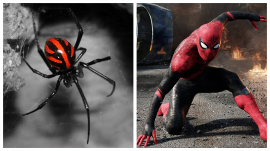 Tres niños se dejaron picar por una araña para convertirse en Spiderman