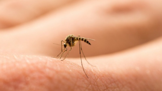 Temor por el "mosquito tigre" capaz de transmitir hasta 22 tipos de virus
