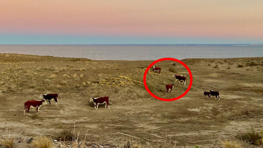 ¿Cómo hizo un grupo de vacas para copar las playas de Chubut?