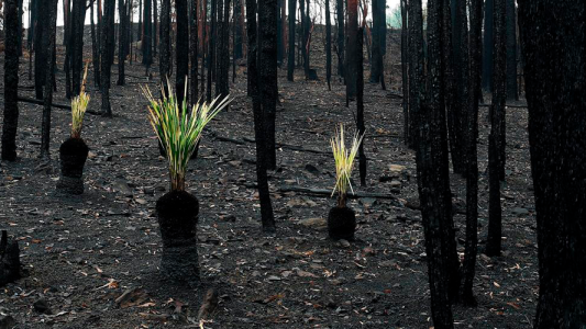 El impactante video grabado en Australia que se recupera de los incendios