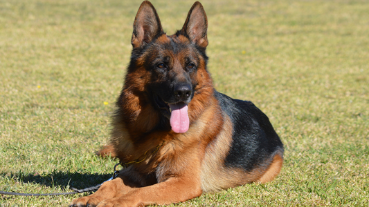 ¿Por qué se celebra hoy el Día Nacional del Perro?