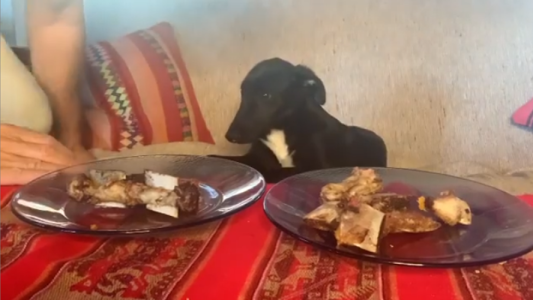 El challenge de Pablo Granados con su perrito