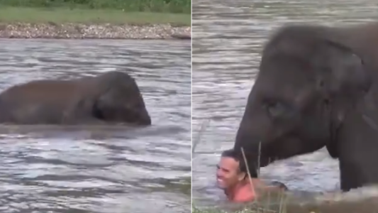 El tierno gesto de un elefante que pensó que una persona se ahogaba y salió a su rescate