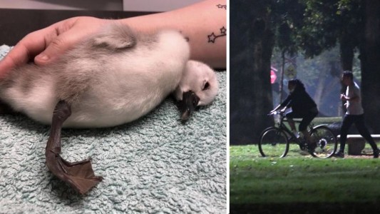 ¡Cuánta maldad: un runner pateó a cisne bebé y le provocó un daño cerebral grave!