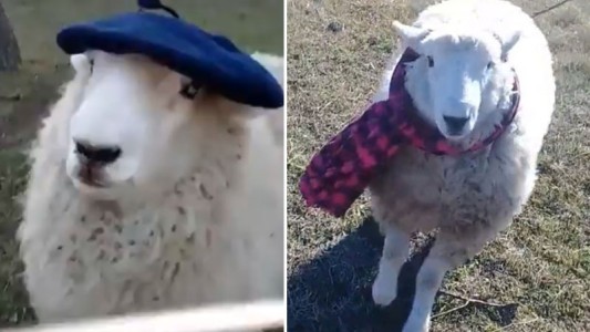 El video viral de la oveja Oscar