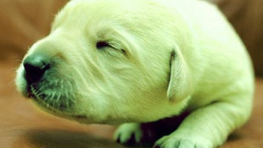 ¡Impactante! Nació un perro verde en Misiones