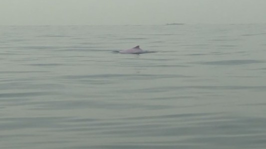 El día que Marley y Lali vieron un delfín rosado