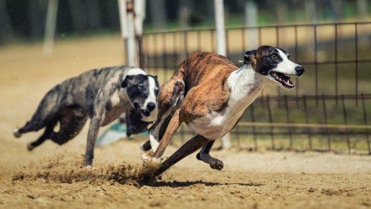 Maltrato animal: tres galgos tendrán su propia abogada en un juicio