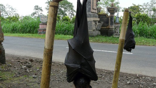 Furor en las redes por las imágenes de un murciélago de tamaño humano