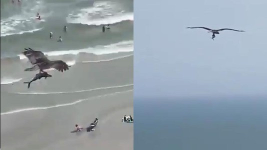 Sorprendente momento en el que un águila caza a un tiburón en la playa