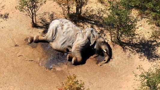 Cientos de elefantes mueren por causas desconocidas en Botsuana