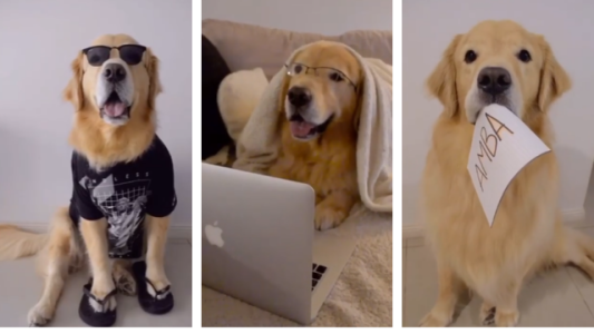 Milo: la estrella de TikTok que es furor en cuarentena