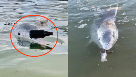 Un delfín sorprende en Australia por su ingenioso comportamiento