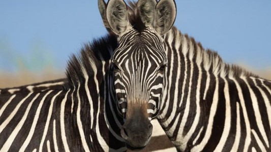El nuevo desafío viral que promete ponerte en apuros: ¿Cuál de las dos cebras mira a cámara?