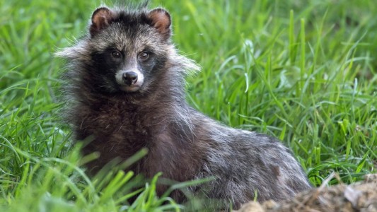 En el Reino Unido temen una invasión de perros mapache