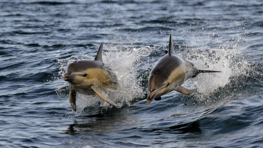 Delfines y lobos marinos surfeando en Las Grutas: increíbles fotos