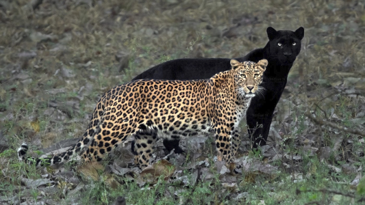 "La pareja eterna": un leopardo y una pantera son inseparables