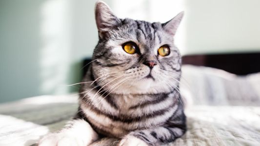 El primer animal en dar positivo por covid-19 en Reino Unido es un gato