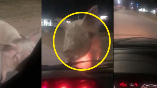 La insólita reacción de una mujer que fue perseguida por un chancho