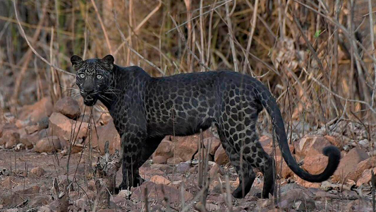 Fotografiaron a una extraña especie de leopardo en una reserva india