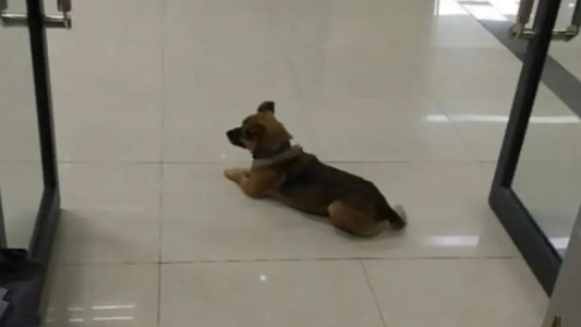 Conmovedor: hace 3 meses espera en el hospital a su dueño que murió de Covid-19