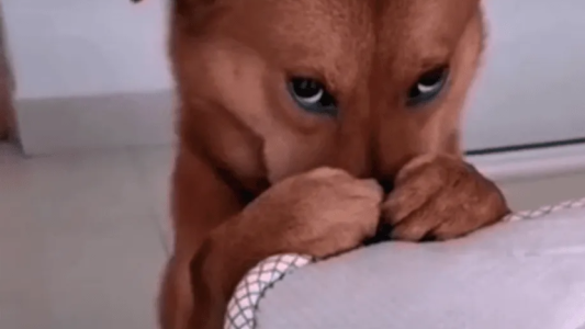 Retaron a un perro, pero su mirada enterneció a todos