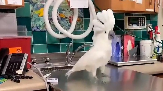 La cacatúa viral que recorre el mundo