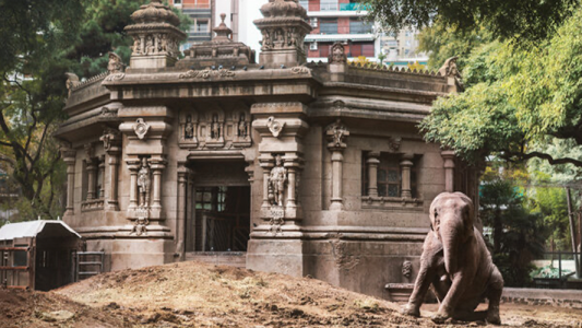 La emotiva historia de Mara: la elefanta que mudaron en pandemia