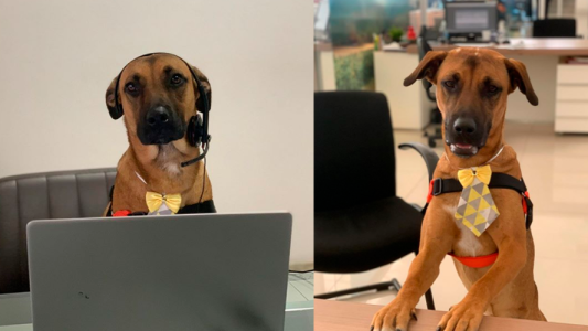 Conocé al perro que trabaja como un empleado más