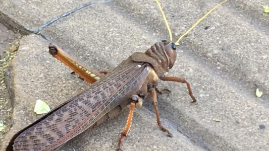 Alertan en Argentina una plaga de tucura quebrachera que duraría hasta marzo 2021