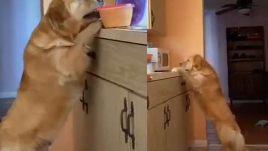 El perro sensación que roba tuppers es lo mejor que vas a ver hoy