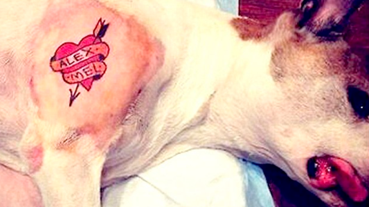 Polémica por una nueva moda: tatuajes en perros