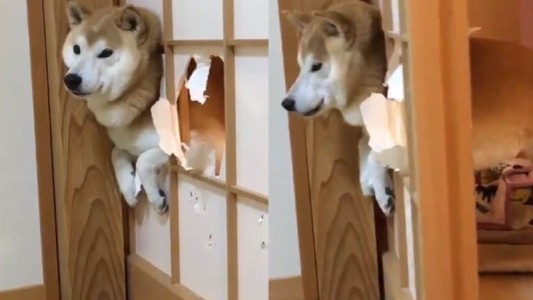 La insólita reacción de un perrito que quedó atascado