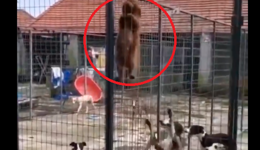 Un perrito comandó la rebelión y ayudó a otros a salir de la jaula en la que se encontraban