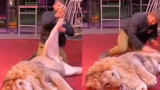 Así es el trabajo más peligroso del mundo: ¡masajista de leones!