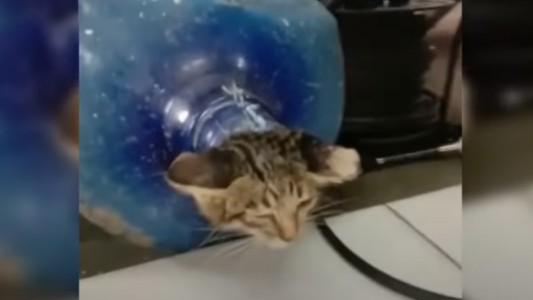 Las dramáticas imágenes del rescate de un gatito que quedó atrapado en un lugar muy particular